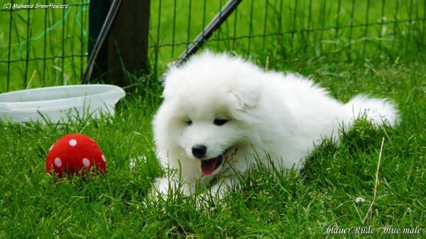 Makanis Snowflowers Bakari | Samoyed 