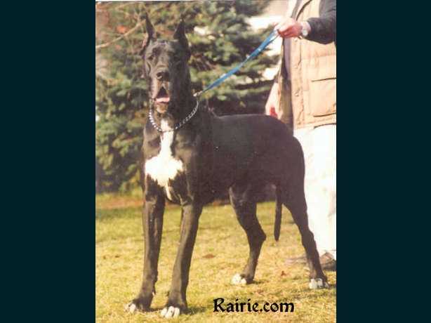 Prince Noir des Terres de la Rairie | Great Dane 