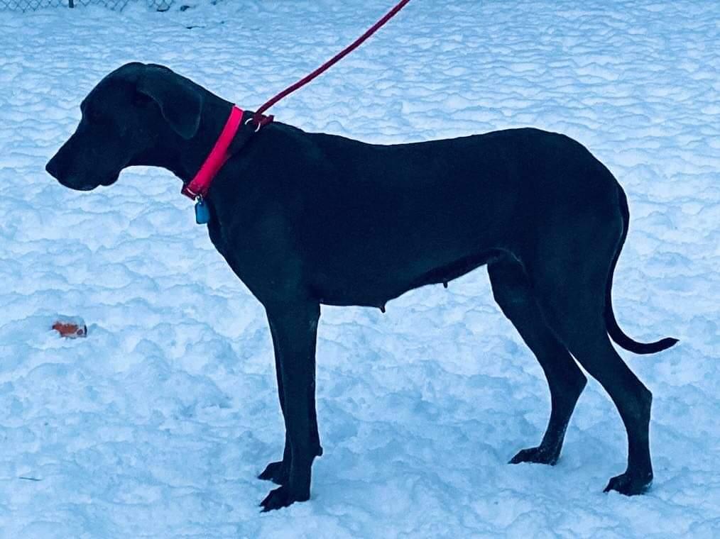 Auer Country's Tiny Little Grace | Great Dane 