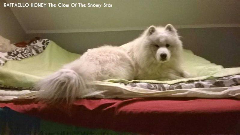 RAFFAELLO HONEY The Glow Of The Snowy Star | Samoyed 