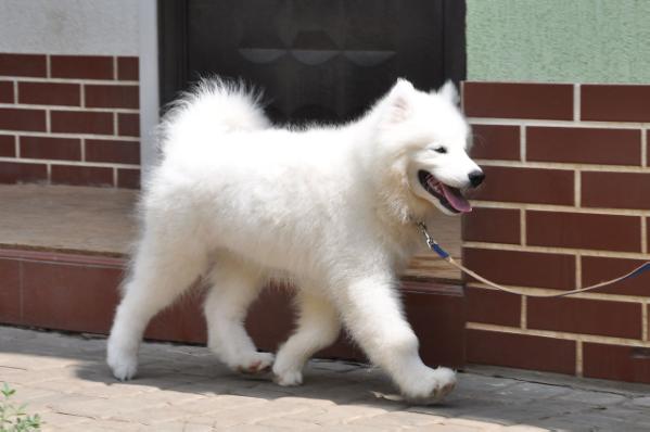 Play With Me Iz Moskovskoy Metely | Samoyed 