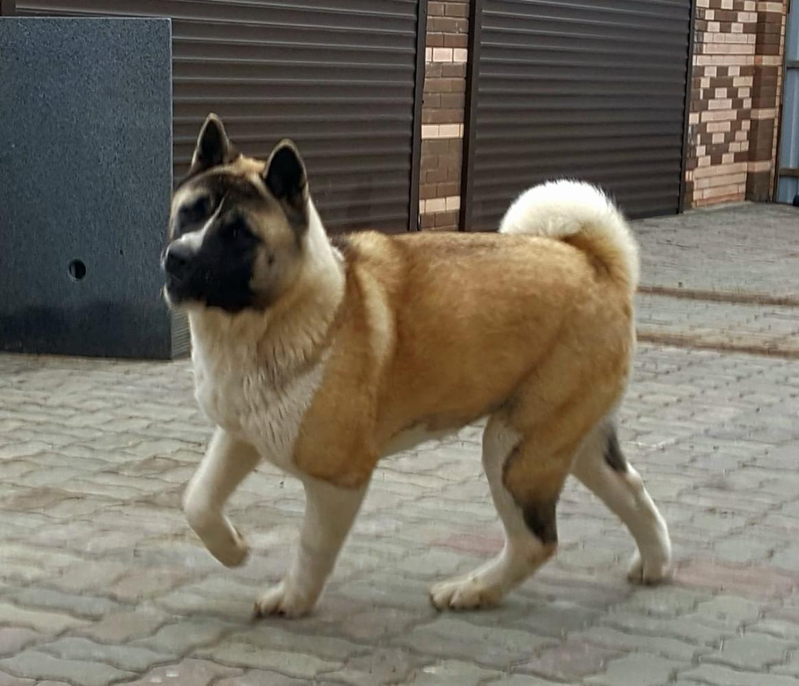 Zarina Atami | Akita 