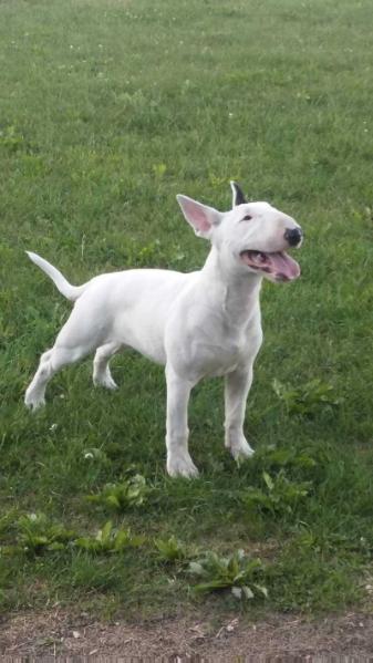 BE THE ONE Agatombul (fci) | Bull Terrier 