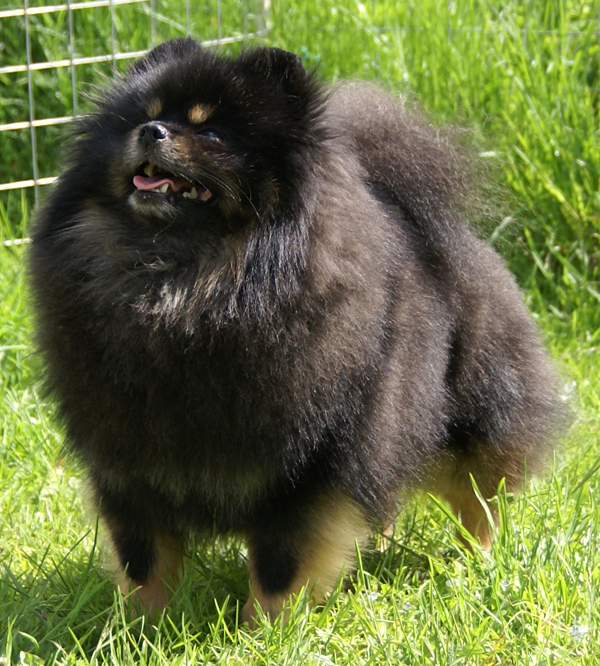 Angel Mayster Douglas Of Redhots | Pomeranian 