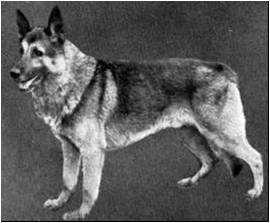 Claudius vom Hain | German Shepherd Dog 