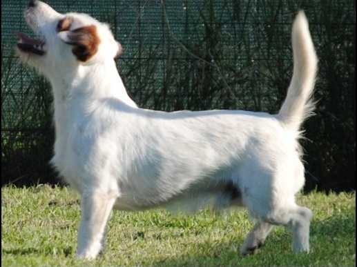 dexter | Jack Russell Terrier 