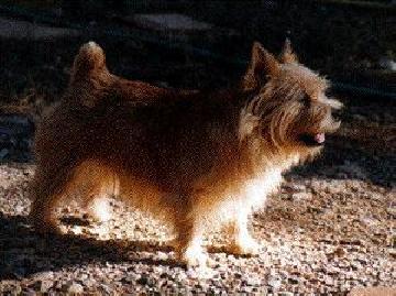 Jaeva Make a Wish | Norwich Terrier 