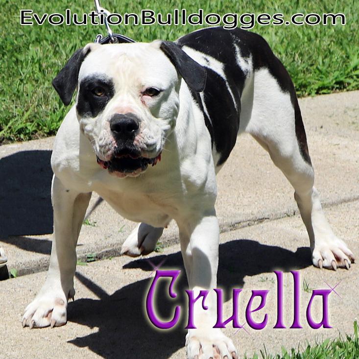 Evolution's Cruella | Olde English Bulldogge 