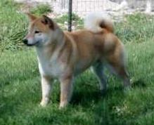 Taiki Go Kuwanan Mitomosou | Shiba Inu 