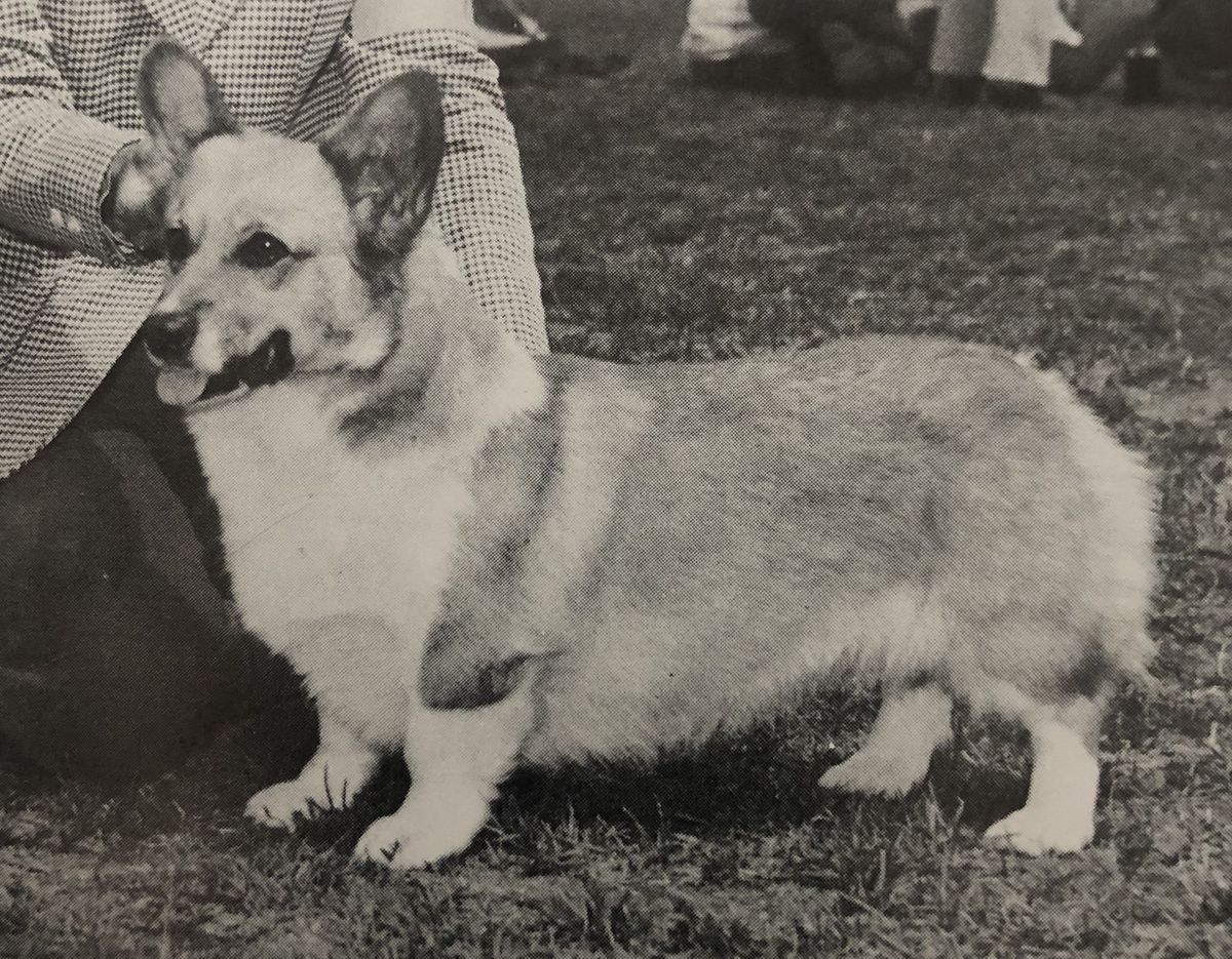 Cappykorns Good Gracious | Pembroke Welsh Corgi 