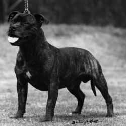 Antilla Purus | Staffordshire Bull Terrier 