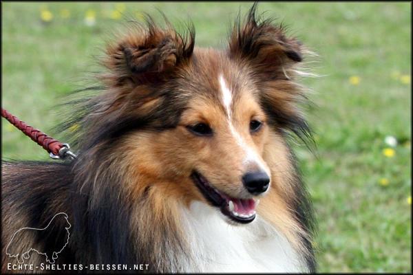 Alice von der Sheltieban.de | Shetland Sheepdog 