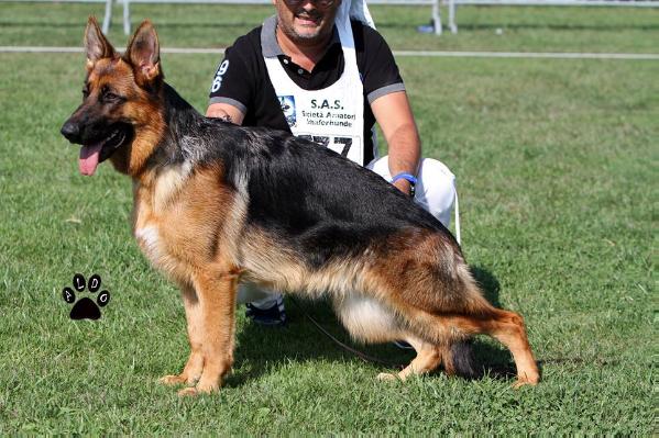 Olga dell'isola di Megaride | German Shepherd Dog 