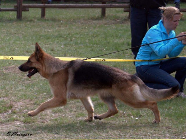 Lorentsija iz Novoy Eri | German Shepherd Dog 