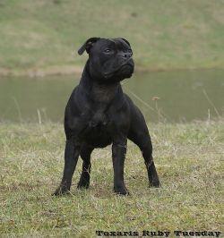 Toxaris Ruby Tuesday | Staffordshire Bull Terrier 