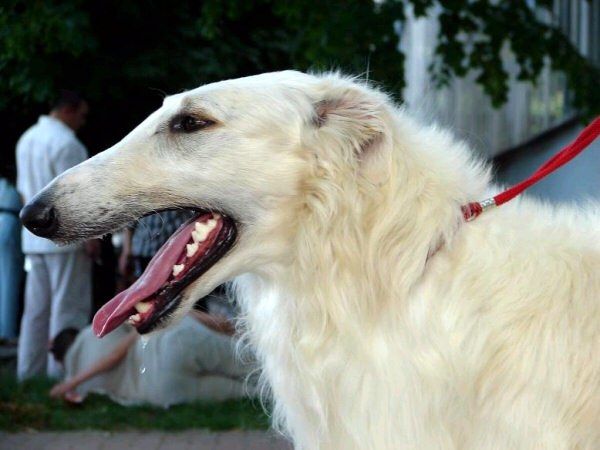 Cars Ivans Faraon | Borzoi 