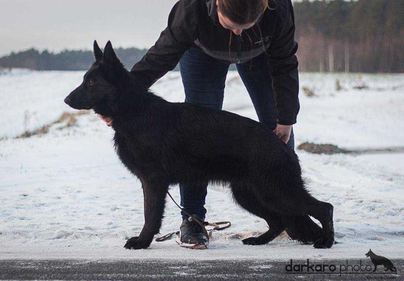 Layla Darkaro | German Shepherd Dog 
