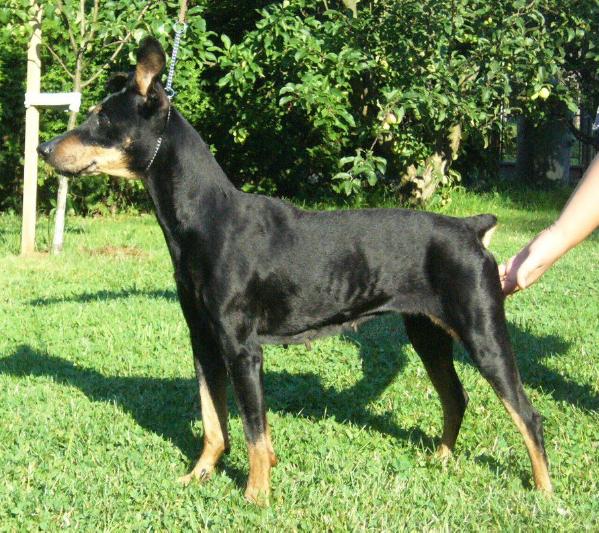 AFRA Zorana | German Pinscher 