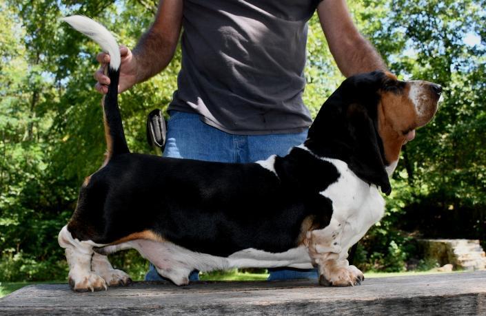 Stonewall Lincoln | Basset Hound 