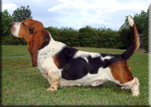 NEW BELLECOMBE SIRIUS | Basset Hound 