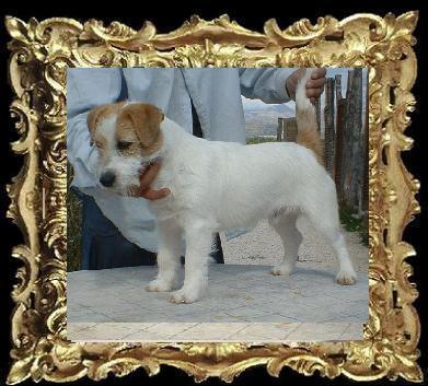 CHARLIBRAVO | Jack Russell Terrier 