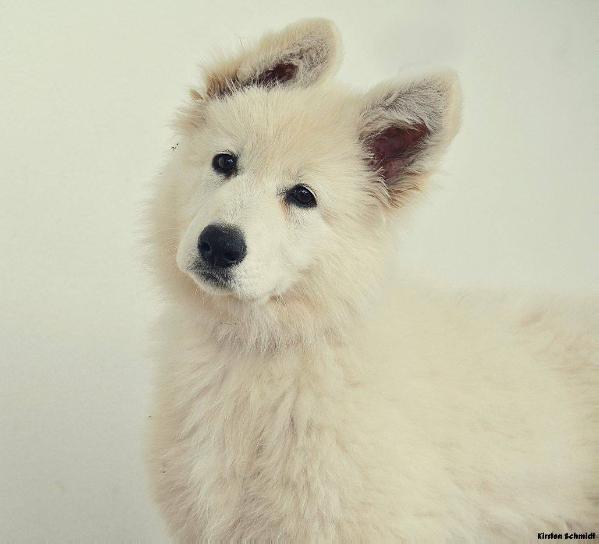 Great Love of Joy vom Durbuscher Forst | White Swiss Shepherd Dog 