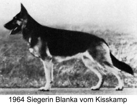 Blanka vom Kißkamp | German Shepherd Dog 