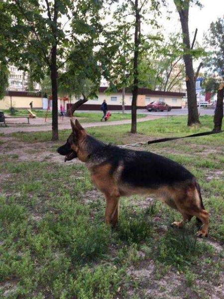 Elvin Devoted Guard | German Shepherd Dog 