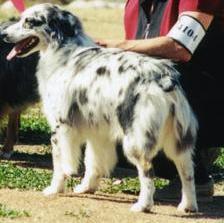 Bold Legend's Star Attraction | Australian Shepherd 