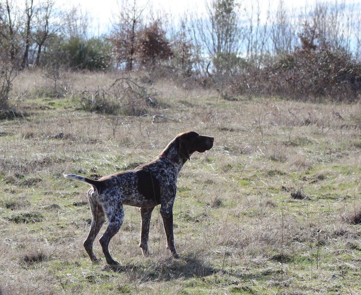 Lucas do Monte Pereira | German Shorthaired Pointer 