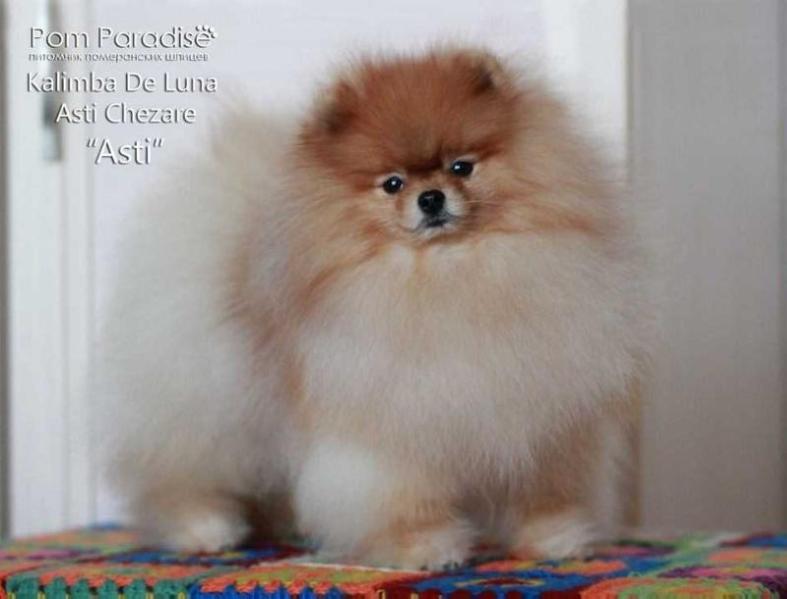 Kalimba De Luna Asti Cezare | Pomeranian 