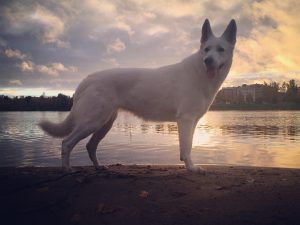 Joulumaan Kesäyön Poutapilvi | White Swiss Shepherd Dog 