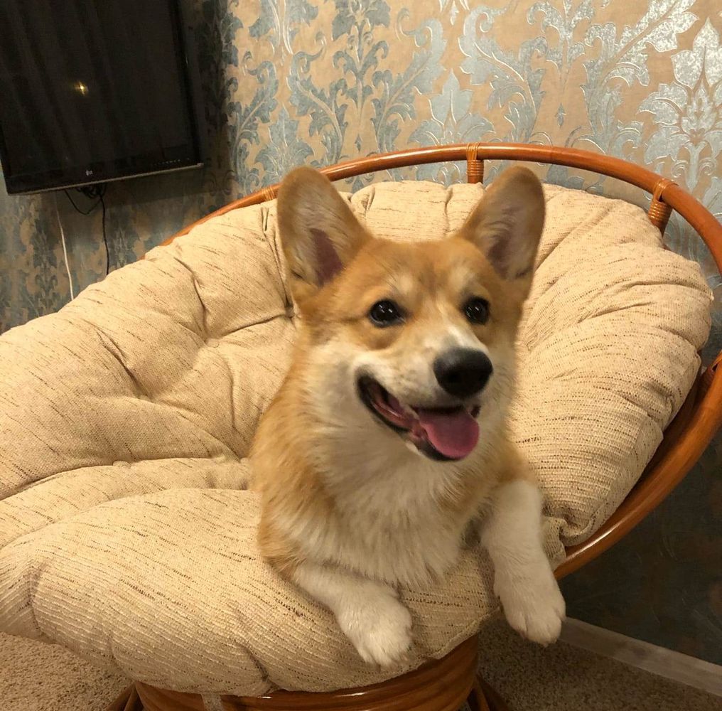 Frei Wind Happy | Pembroke Welsh Corgi 