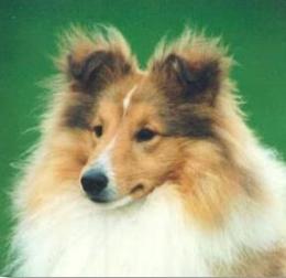 Mohnesee The Illusionist | Shetland Sheepdog 