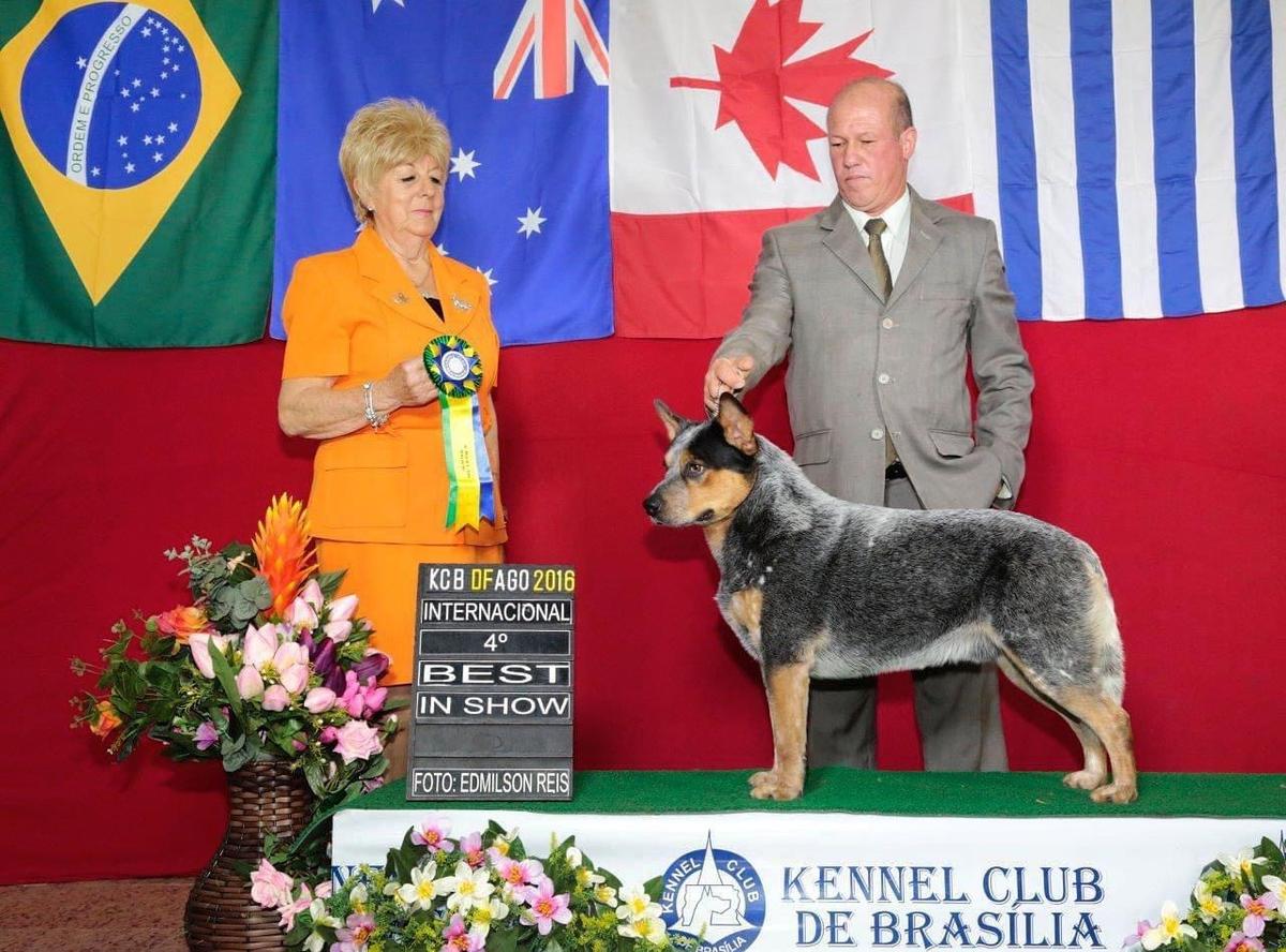 AUSTRALIAN OUTBACK FARAÓ | Australian Cattle Dog 