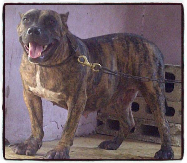 Bruno Line Jade of K.C.K. | American Pit Bull Terrier 