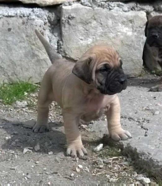 MARUKA SPALATO BULL | Perro de Presa Canario 
