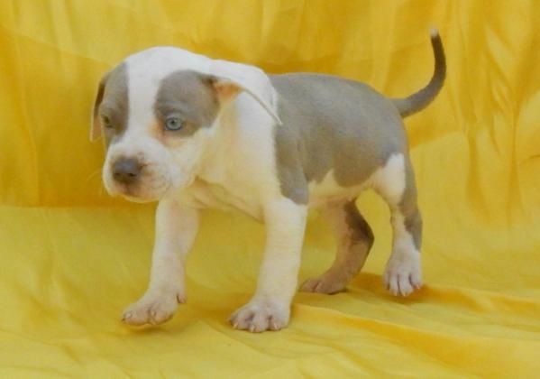 Sweet Thing NW | American Pit Bull Terrier 