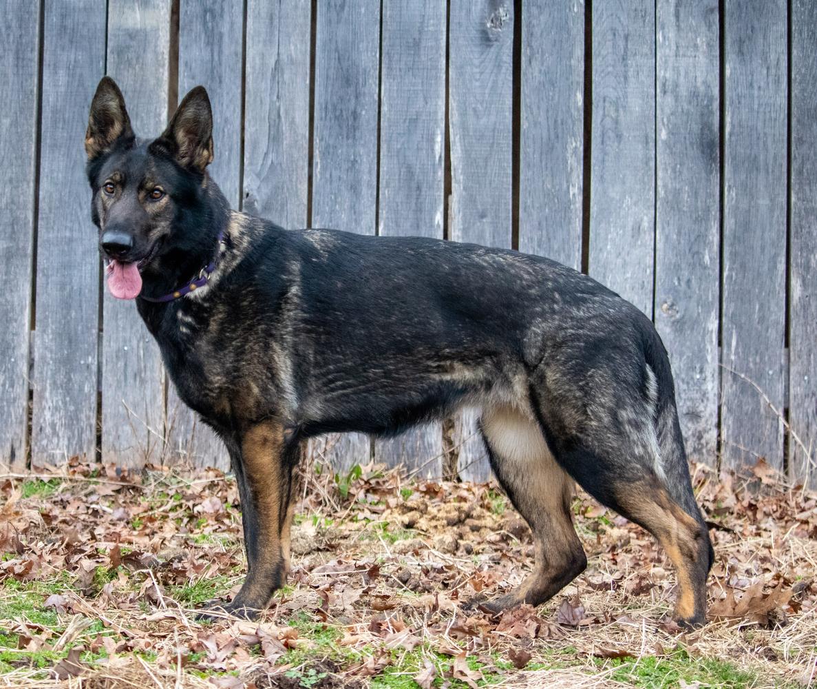 Blackthorn's Aurora Borealis | German Shepherd Dog 