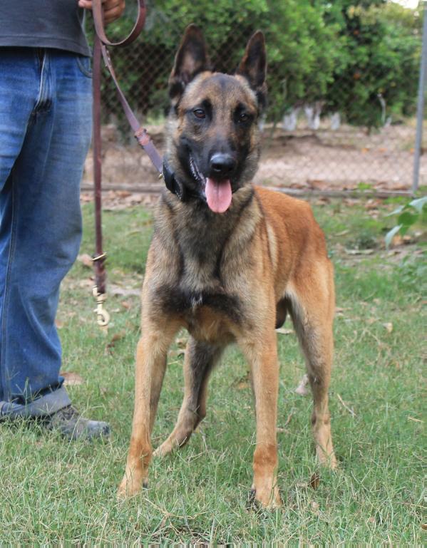 Hulk de Parnas | Belgian Malinois 