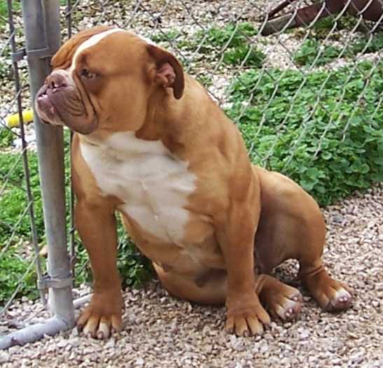 BuffaloCreek's Red Sonja 2 | Olde English Bulldogge 