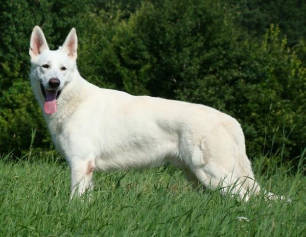 Ego Dominus Joker | White Swiss Shepherd Dog 