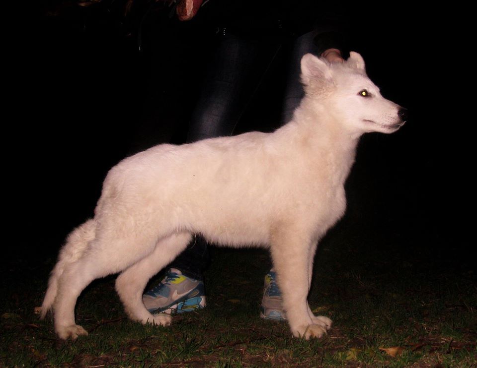 CHUK NORRIS MARIYA STAR | White Swiss Shepherd Dog 