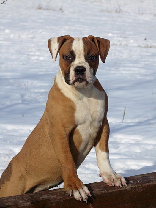 Canaveral-Staff FCI ASTERIA | American Bulldog 