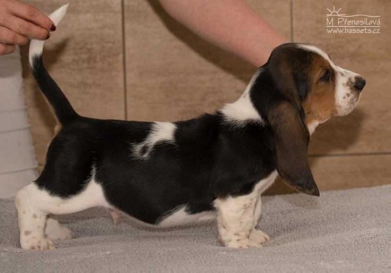 Vincent Lady Barnett's | Basset Hound 