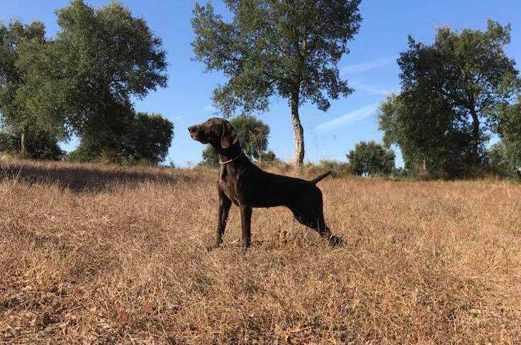 Estrelinha dit Querida da Quinta do Meirinho | German Shorthaired Pointer 