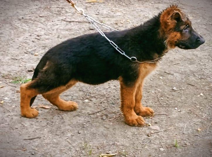 Baika Del'sobono | German Shepherd Dog 