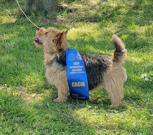 Elvis Lubash Cunami | Norwich Terrier 