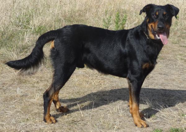 Overhills Deodatus | Beauceron 