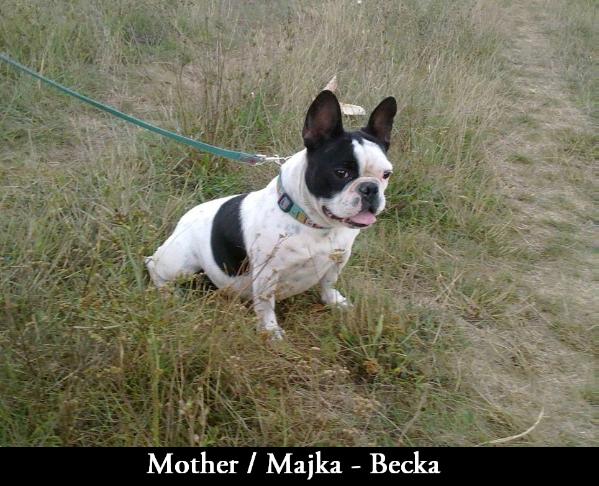 Becka (2011) JR 71569 | French Bulldog 